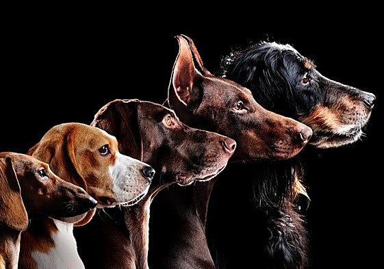 Ya había perros de distinto aspecto hace más de 10.000 años