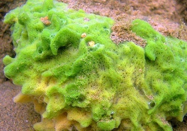 La esponja fue la 'abuela' de todos los animales, y sus nietos abandonaron el mar once veces