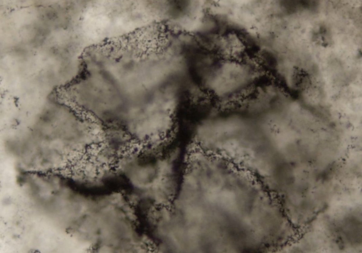 La materia orgánica extraída de muestras de rocas de 2.500 millones de años que contienen microorganismos fosilizados como el de esta microfotografía todavía contiene fragmentos biomoleculares que pueden haber sido producidos mediante la fotosíntesis