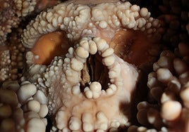 Las famosas narices neandertales, ni tan singulares ni adaptadas al frío