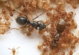 Así se toma un trono en el reino de las hormigas
