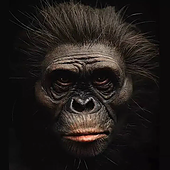 Un pie misterioso hallado en Etiopía muestra que los primeros ancestros humanos tenían distintas formas de andar