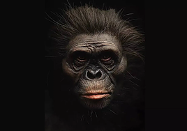 Un pie misterioso hallado en Etiopía muestra que los primeros ancestros humanos tenían distintas formas de andar