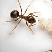 Descubren cómo las 'hormigas bebé' enfermas piden la eutanasia para salvar a la colonia
