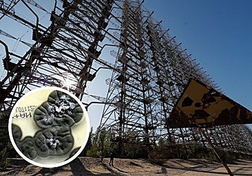 Los hongos que se alimentan de radiactividad: el último misterio de Chernóbil