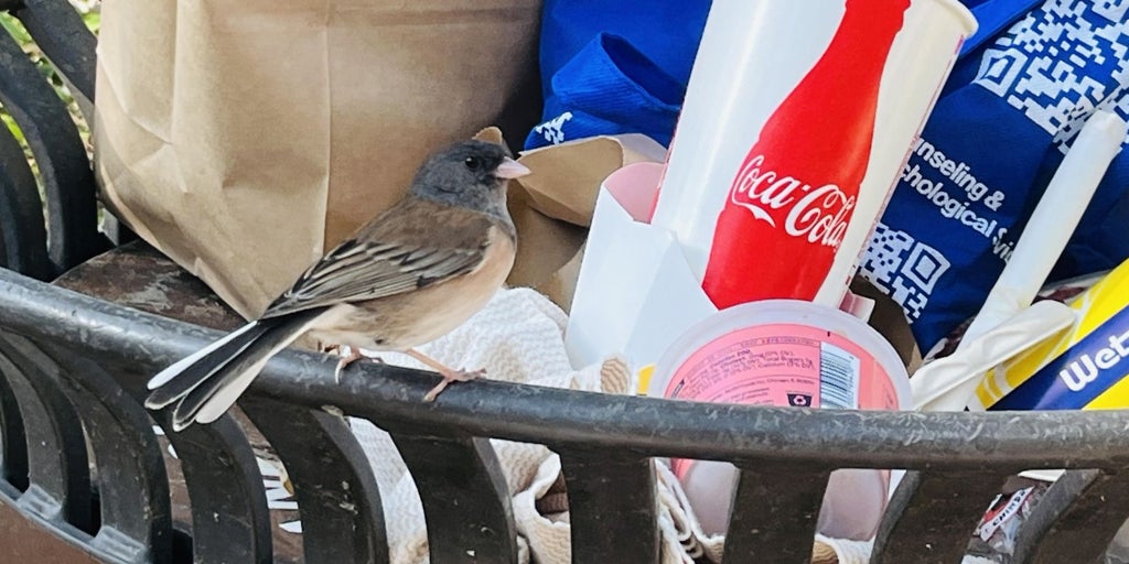 パンデミックの規制により、ロサンゼルスの鳥のくちばしが変化した
