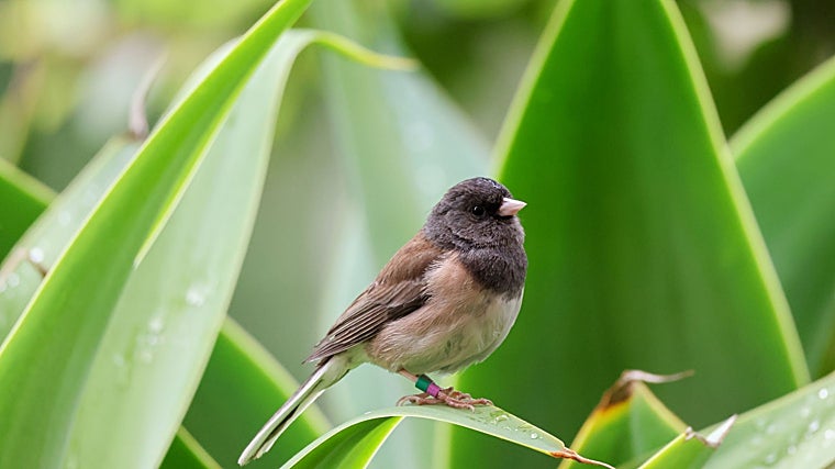 A copy on the UCLA campus