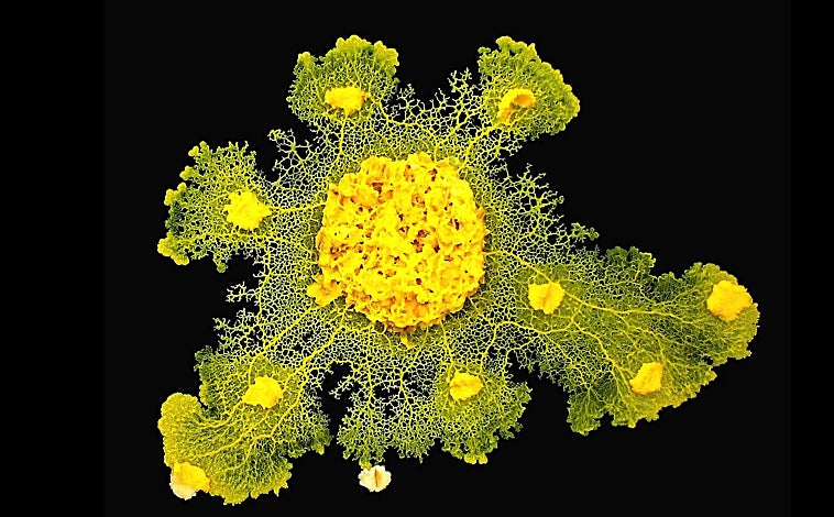 Imagen principal - La exposición reúne más de 300 piezas, entre ellas dibujos originales de Ramón y Cajal, muestras de las célula inteligente Physarium e ingenios robóticos como RoboThespian, el robot actor 