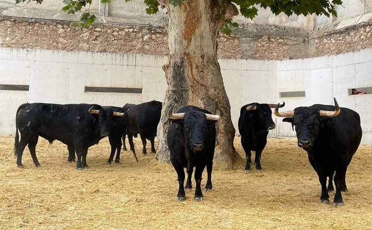 Muere el carnicero de la plaza de Murcia al ser corneado por el toro devuelto a corrales
