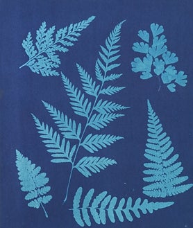 Imagen secundaria 2 - Arriba, 'Viena. La vida en el Prater. Excluidos', de Mayer. Sobre estas líneas, 'Alistair Butler', de Mapplethorpe, y una obra anónima basada en la aplicación de la fotografía en sus inicios por la Botánica