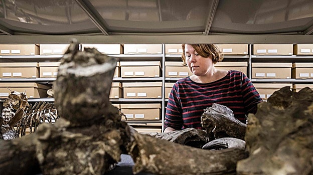 Restos de la colección Dubois en el museo de historia natural Naturalis en Leiden