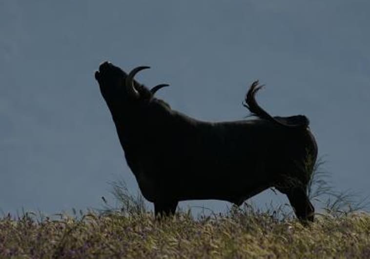 El SOS de los ganaderos de lidia: «Los costes del toro son inasumibles y habrá problemas para encontrar corridas»