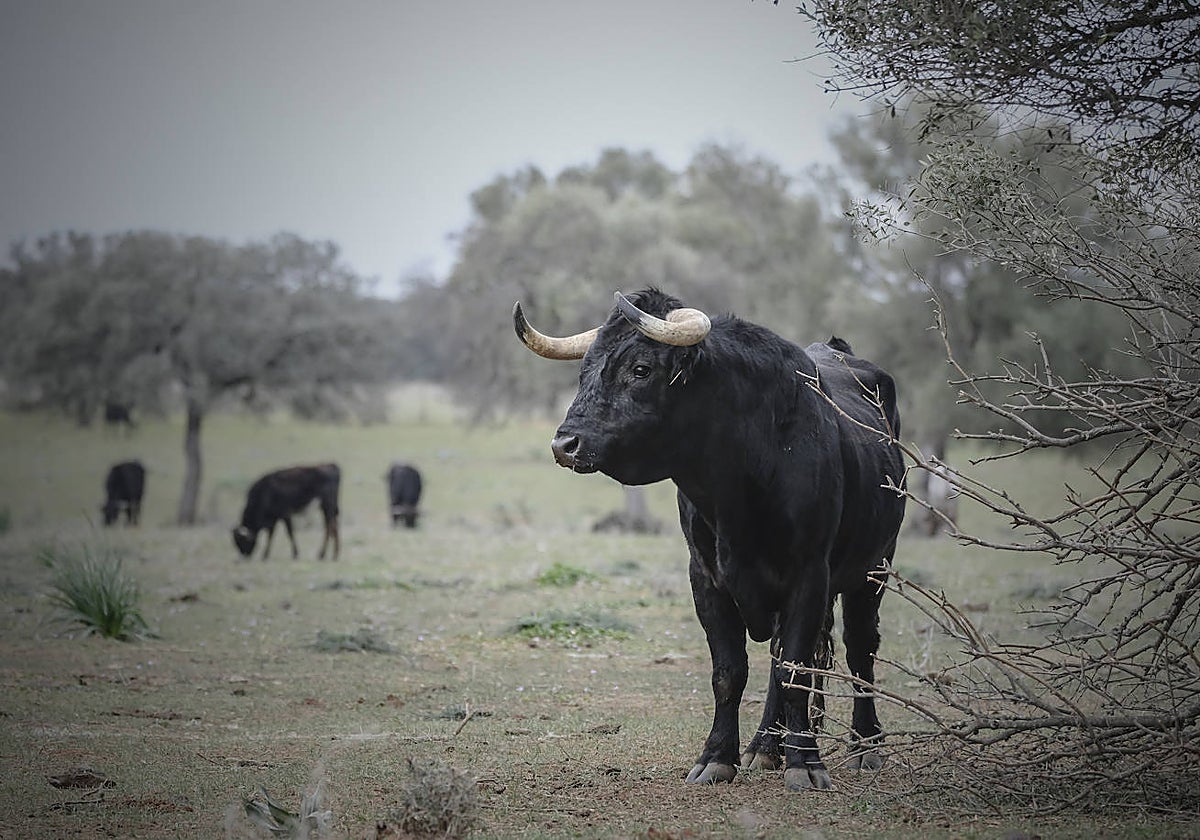Un toro de la ganadría de Miura, en el campo bravo