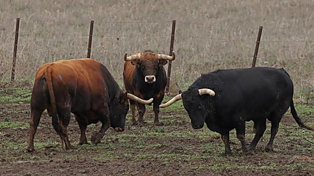 Dos toros reseñados para Pamplona entran a la gresca en presencia de otro castaño