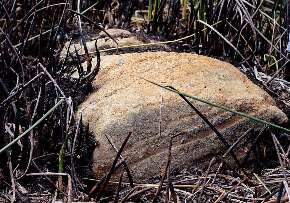El moai descubierto en el lecho de la laguna de Rano Raraku