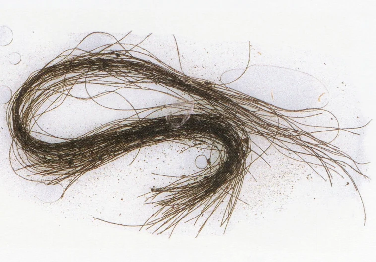Un mechón de pelo de hace 3.000 años hallado en Menorca, la prueba más antigua de uso de alucinógenos en Europa
