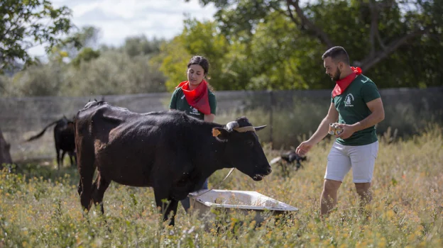 María Martín and José Javier Ruiz 'Jota' raise cows that they later exhibit in San Marcos.  These cattle can return to the field thanks to an exception to the law that the beatenses obtained in 2019 after battling for decades