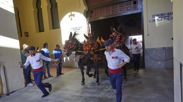 Las mulillas arrastran un toro