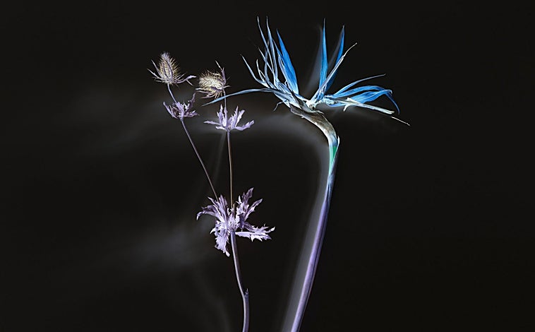 Imagen principal - Algunas de las propuestas de la exposición 'Flowers and Rooms', deHütte, en la galería madrileña