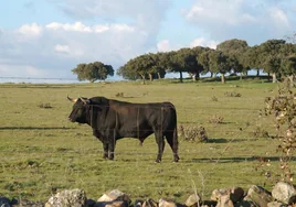 Incertidumbre en el mundo del toro con la orden que limita el movimiento del ganado para erradicar la tuberculosis