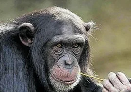 La política de los chimpancés