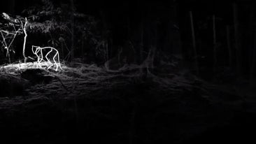 Daniel Steegmann Magrané