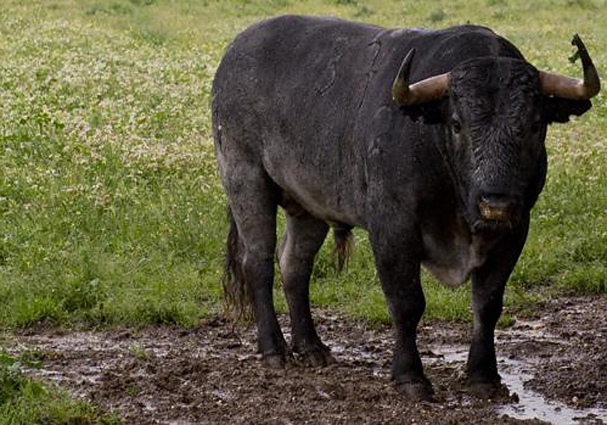 El toro bravo, en concreto, Cobradiezmos