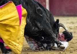 El siglo XXI ya tiene nuevo matador de toros