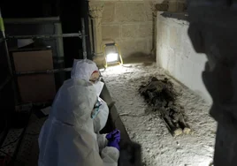 Las tumbas medievales de Santes Creus, en Tarragona, emergen intactas e invioladas 700 años después