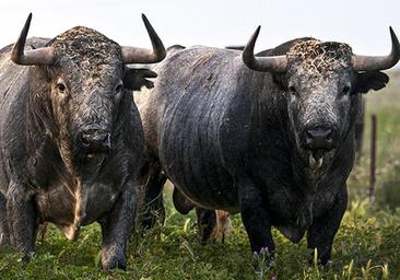 Baja el número de machos útiles y sube hasta 6.000 euros el coste de cada toro