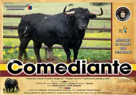 Comediante, el toro enmaromado de Benavente 2024