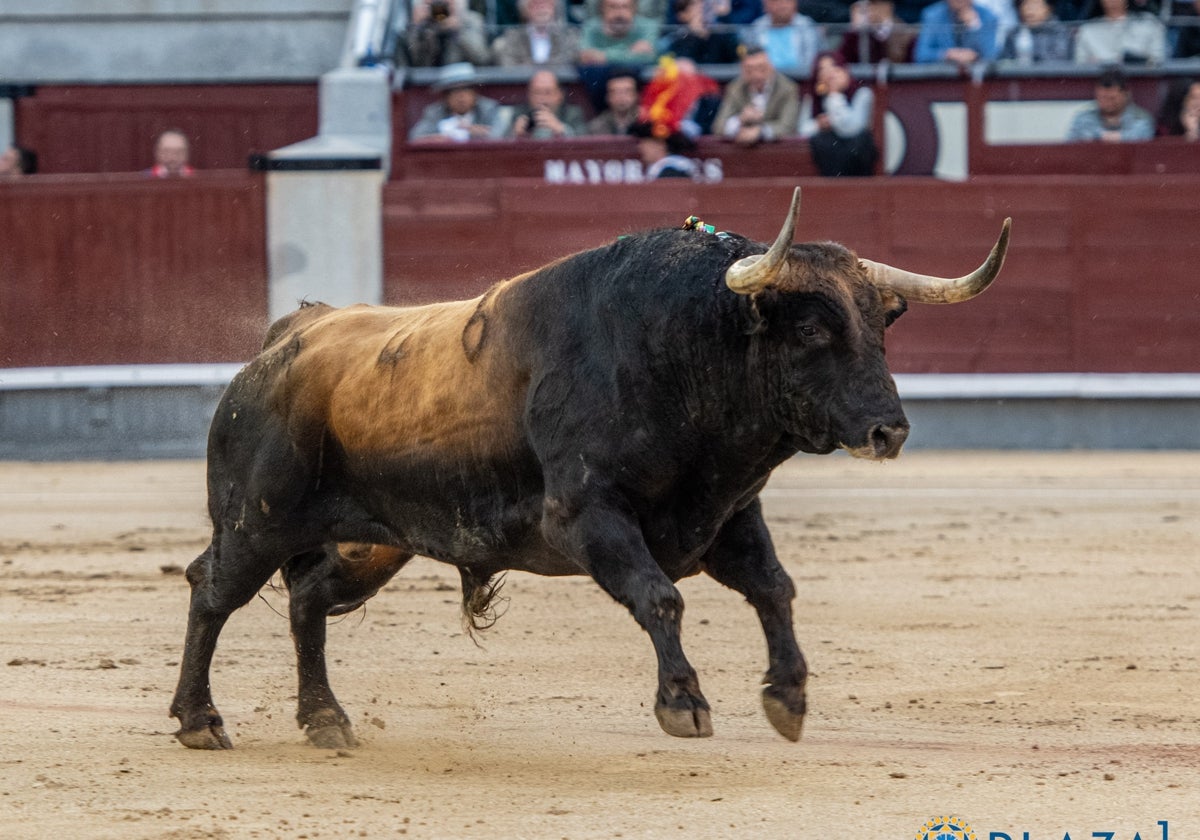 Toro de El Parralejo lidiado en San Isidro