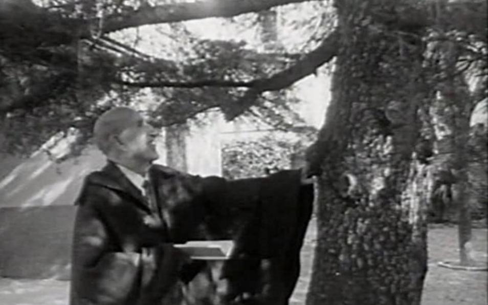 Imagen antes - Aleixandre plantó en el jardín de Velintonia un cedro libanés, hoy protegido