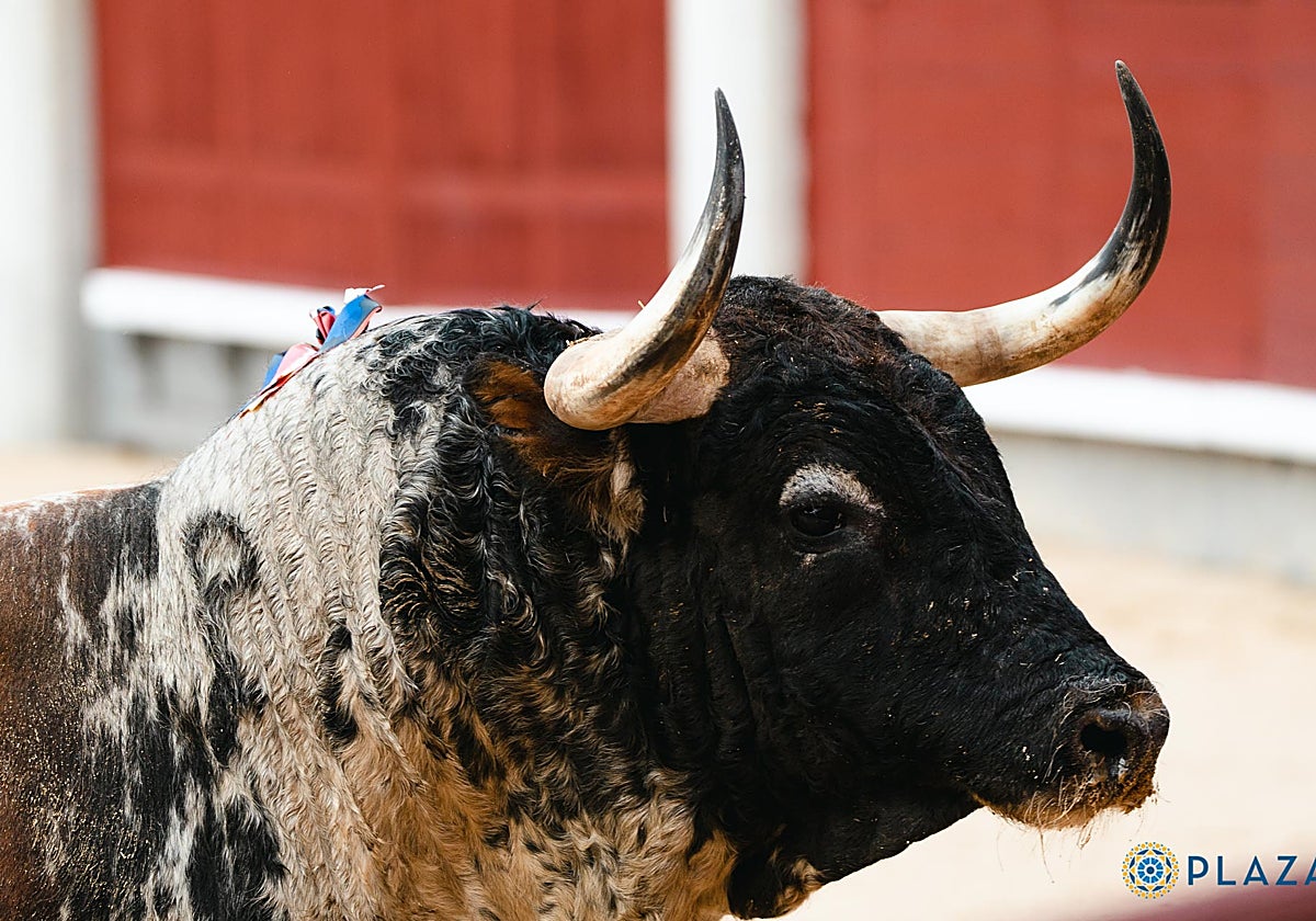 Toro en Las Ventas