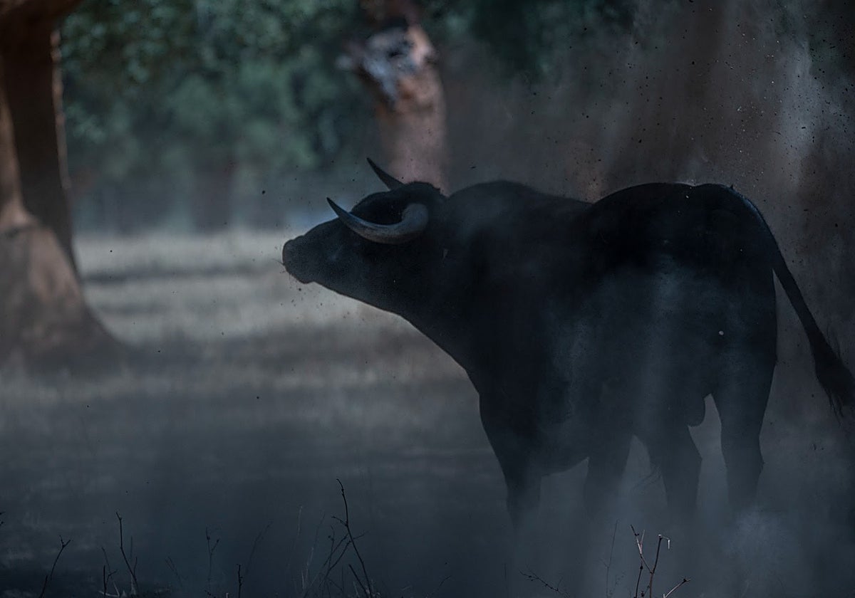 Un novillo de Dolores Aguirre