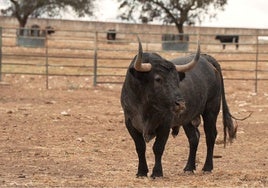 Así fue el desembarque de los toros de Victorino para  Perera y Emilio de Justo en el broche de la temporada en Las Ventas