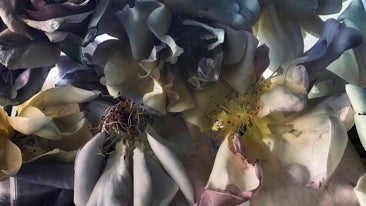 Nick Knight