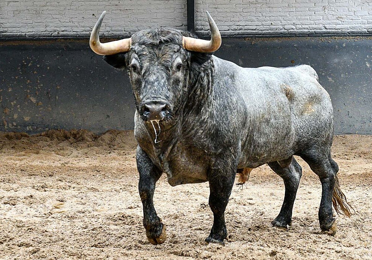Un toro de Adolfo en los corrales de Las Ventas