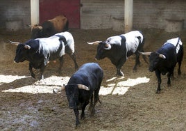 La Policía Nacional acredita la integridad de los pitones de Miura en Zaragoza y descarta su manipulación