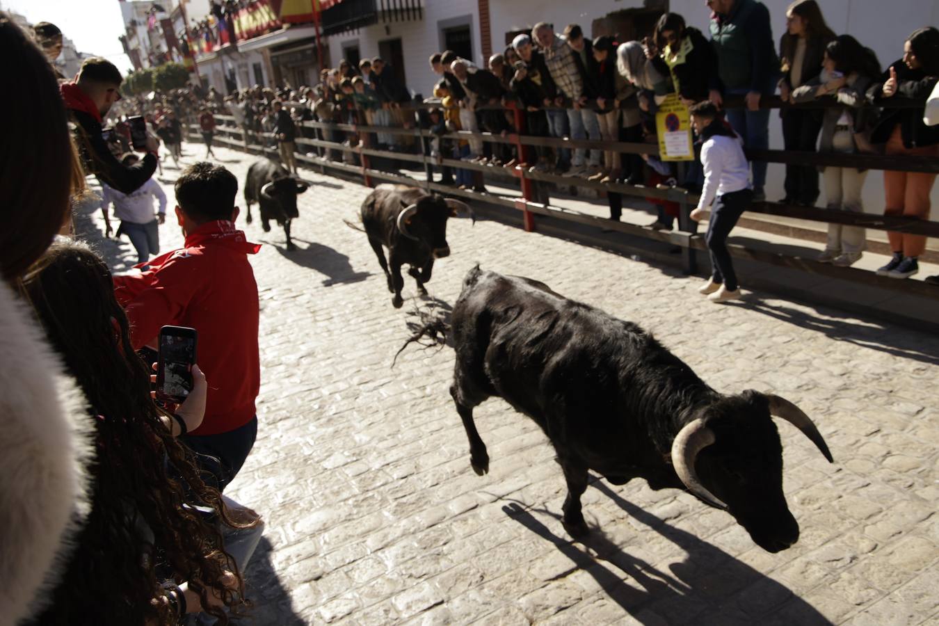 Imágenes del multitudinario encierro de La Puebla del Río