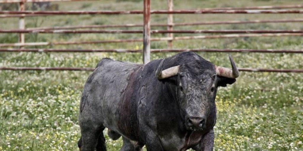 Romance de San Valentín en los toros bravos:   Cobradiezmos y las 200 vacas que enviudaron