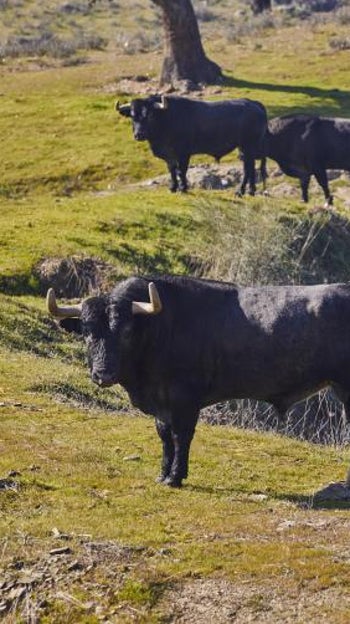 Toros de Victorino en tierras extremeñas