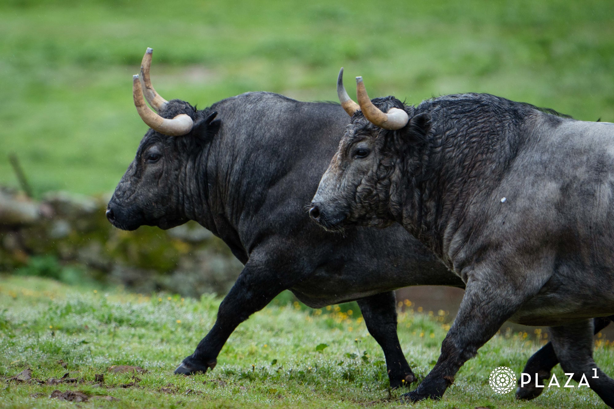 Estos son los toros de Adolfo Martín que inaugurarán la temporada de Las Ventas
