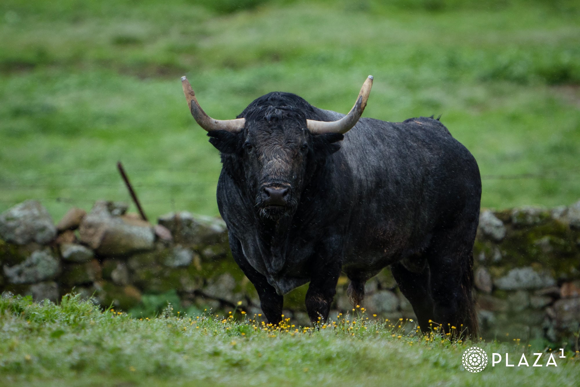Estos son los toros de Adolfo Martín que inaugurarán la temporada de Las Ventas