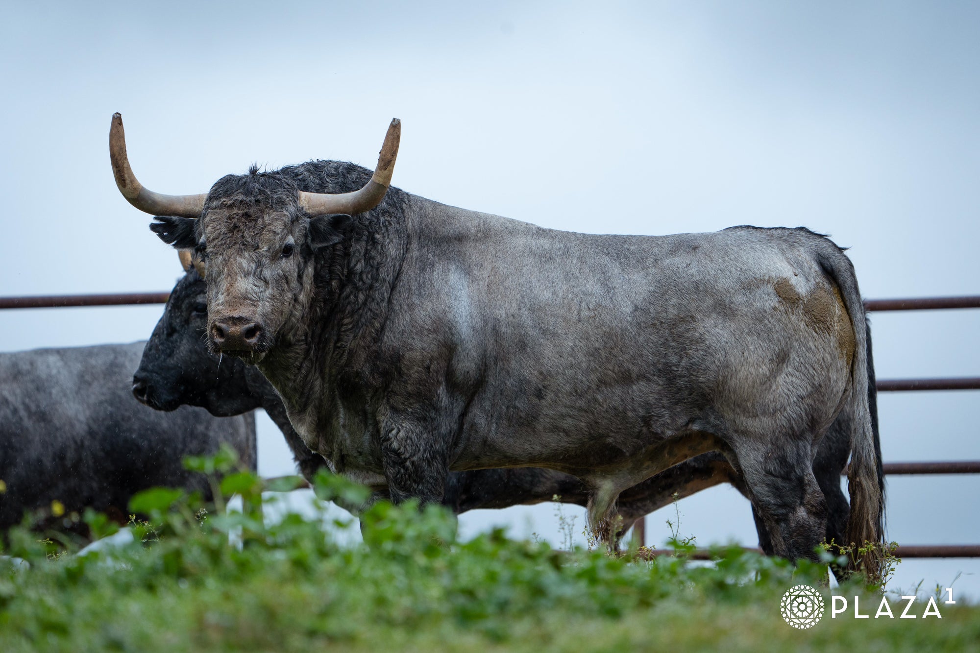 Estos son los toros de Adolfo Martín que inaugurarán la temporada de Las Ventas