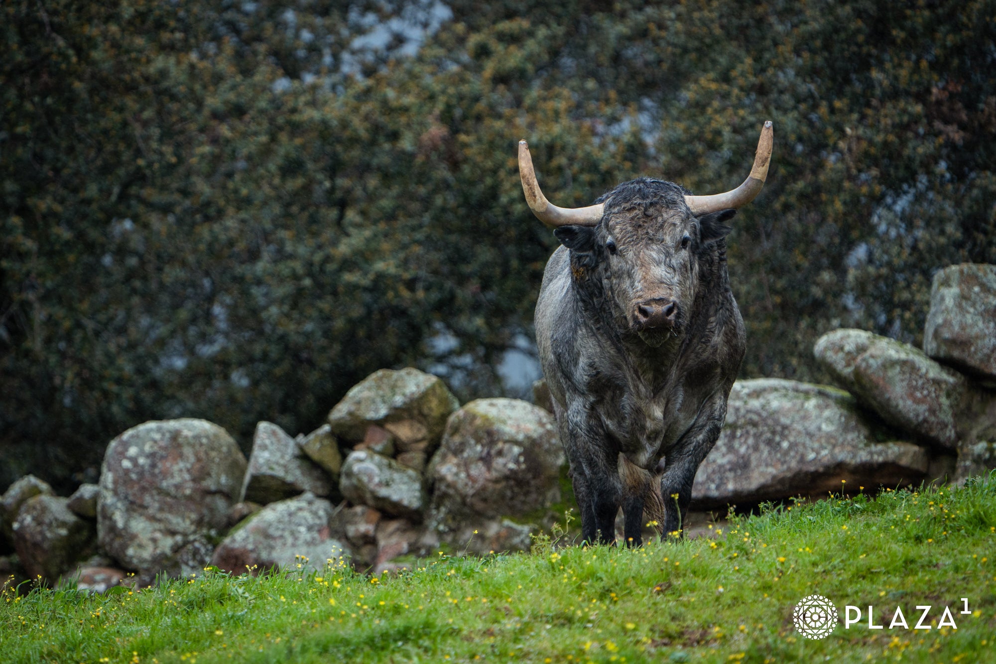 Estos son los toros de Adolfo Martín que inaugurarán la temporada de Las Ventas