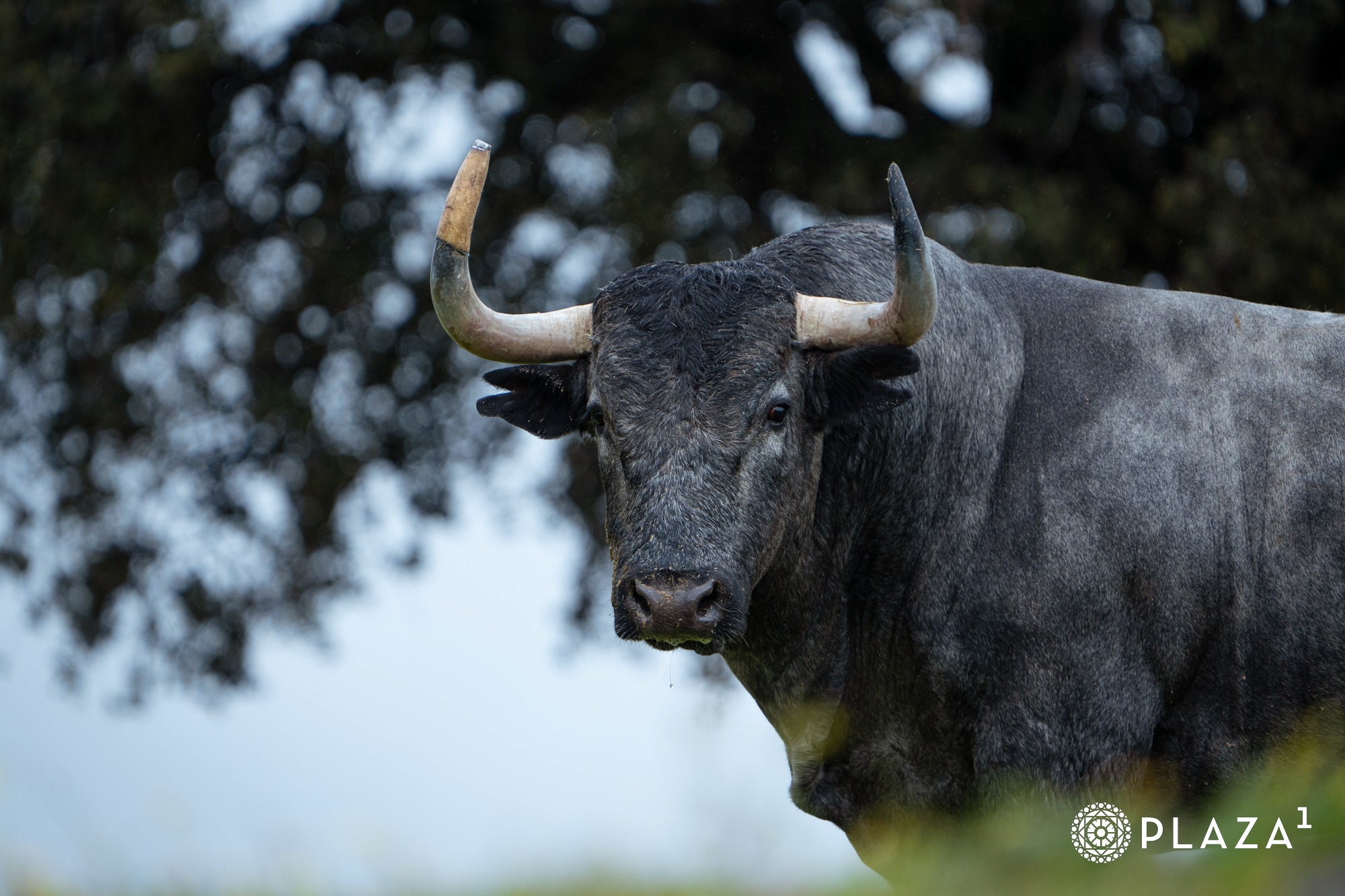 Estos son los toros de Adolfo Martín que inaugurarán la temporada de Las Ventas