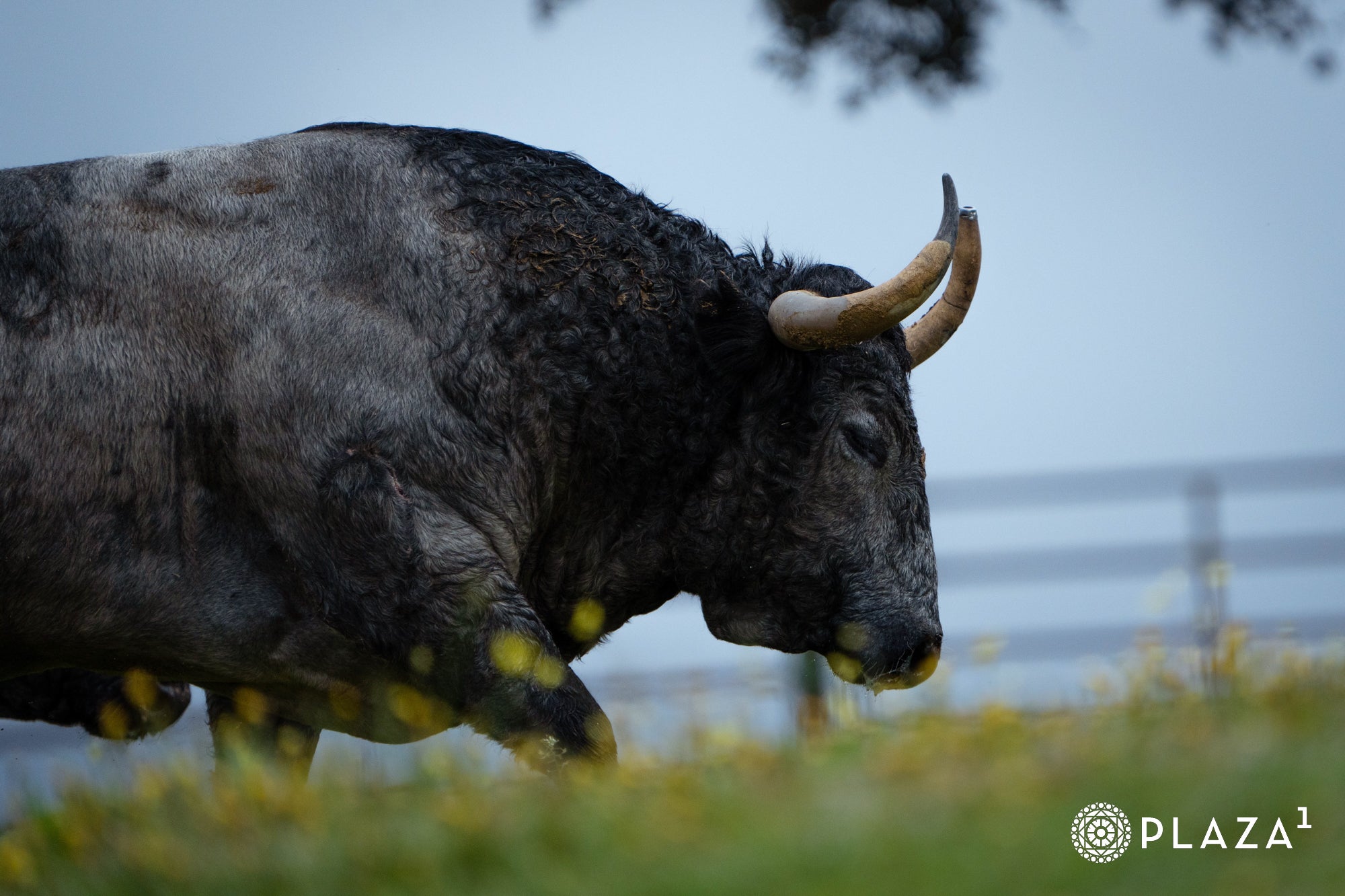 Estos son los toros de Adolfo Martín que inaugurarán la temporada de Las Ventas