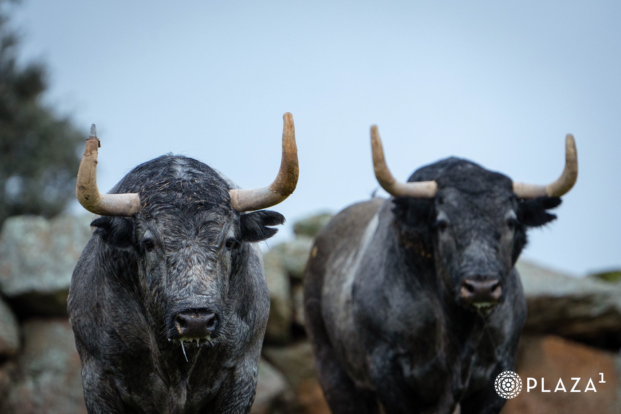 Estos son los toros de Adolfo Martín que inaugurarán la temporada de Las Ventas