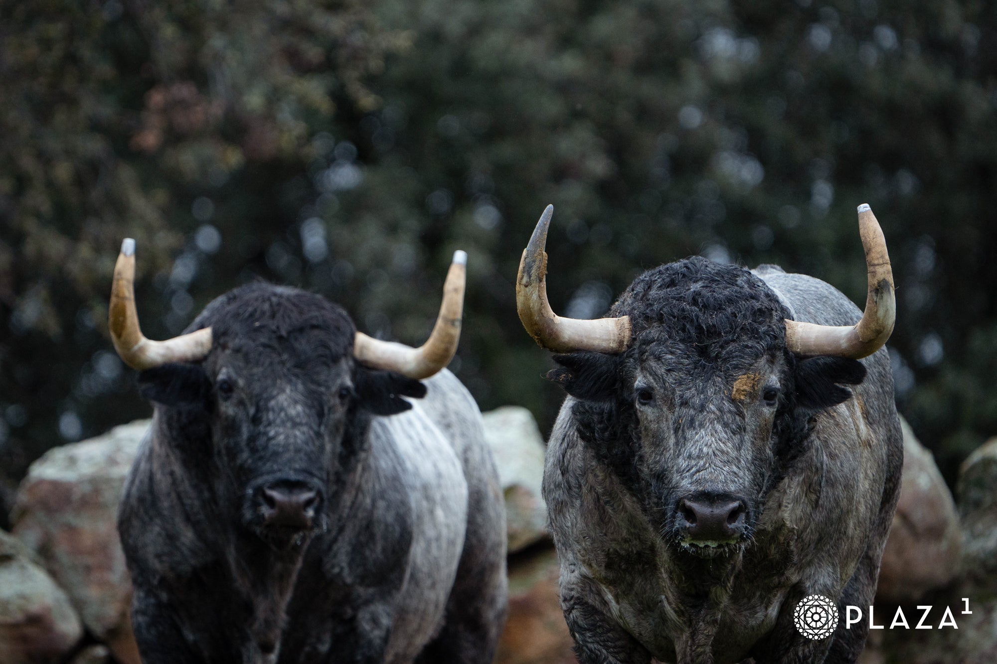 Estos son los toros de Adolfo Martín que inaugurarán la temporada de Las Ventas
